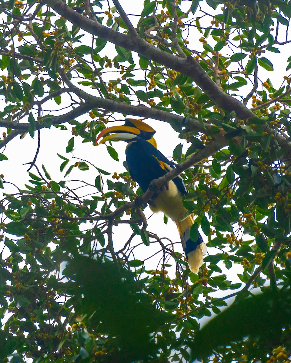 Great Hornbill - ML610317237