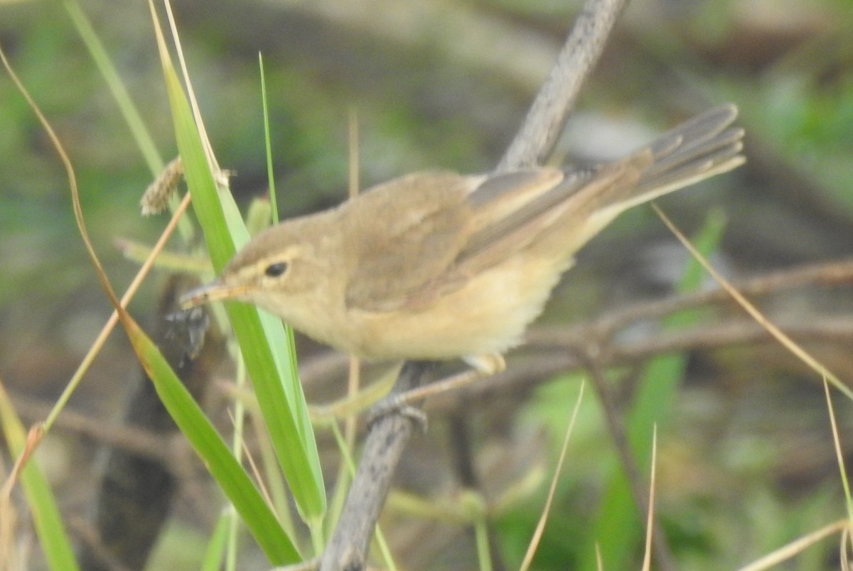 Booted Warbler - ML610317251