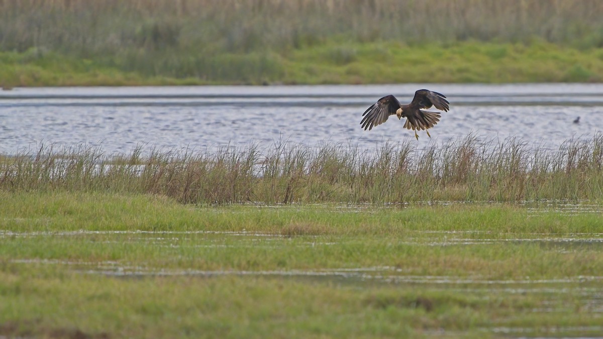 Western Marsh Harrier - ML610317390