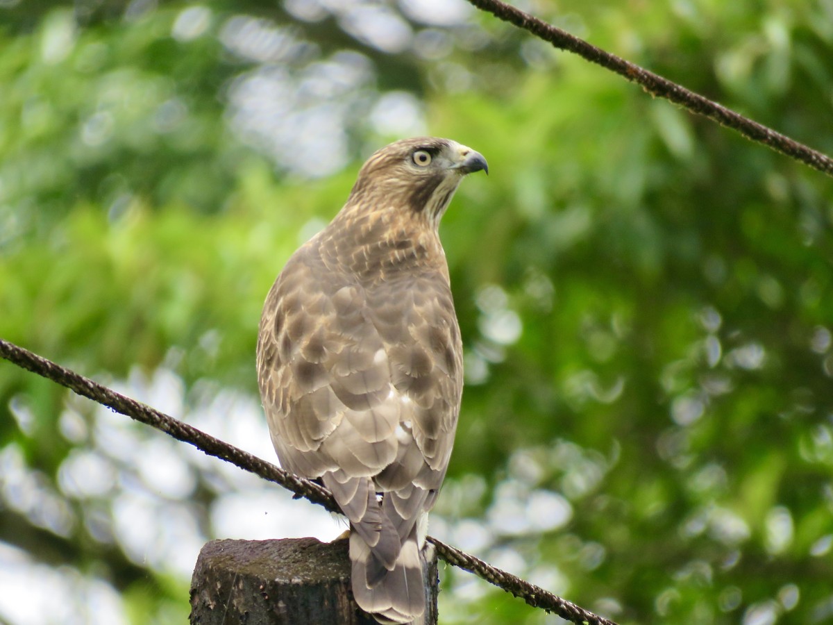 Broad-winged Hawk - ML610317410