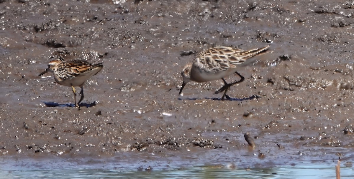 Sharp-tailed Sandpiper - ML610317420