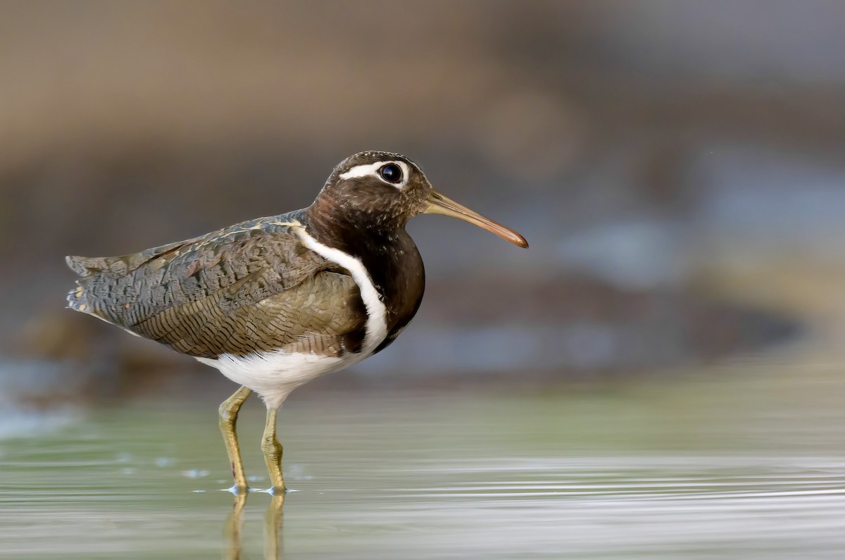 Australian Painted-Snipe - Brett Mezen