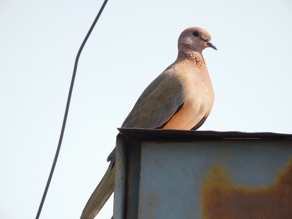 Laughing Dove - ML610317507