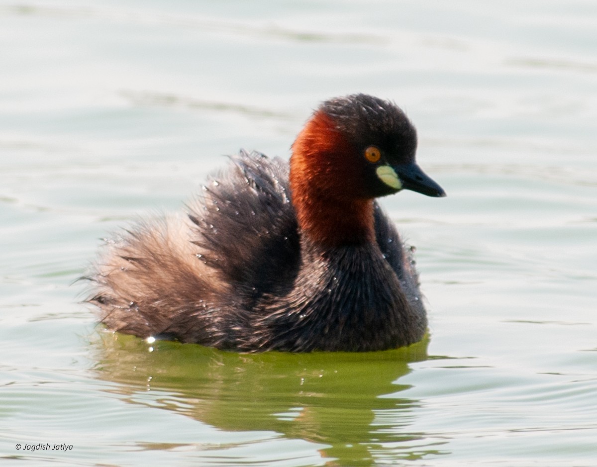 Little Grebe - ML610317689