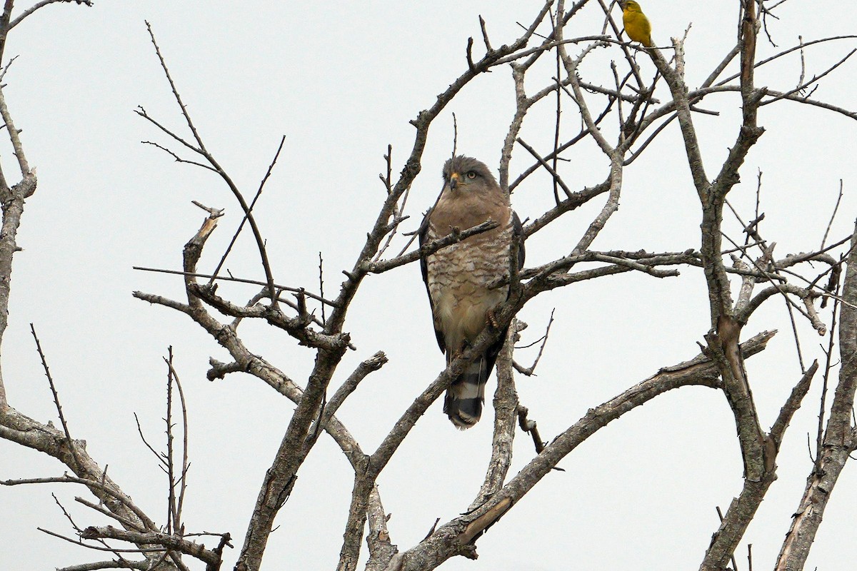 Fasciated Snake-Eagle - Dave Rimmer