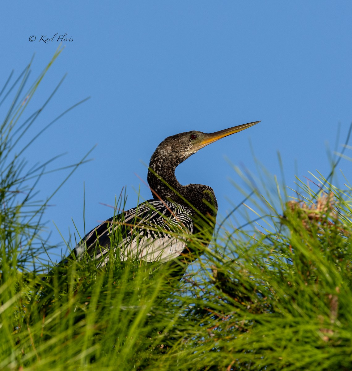 Amerika-Schlangenhalsvogel - ML610317735