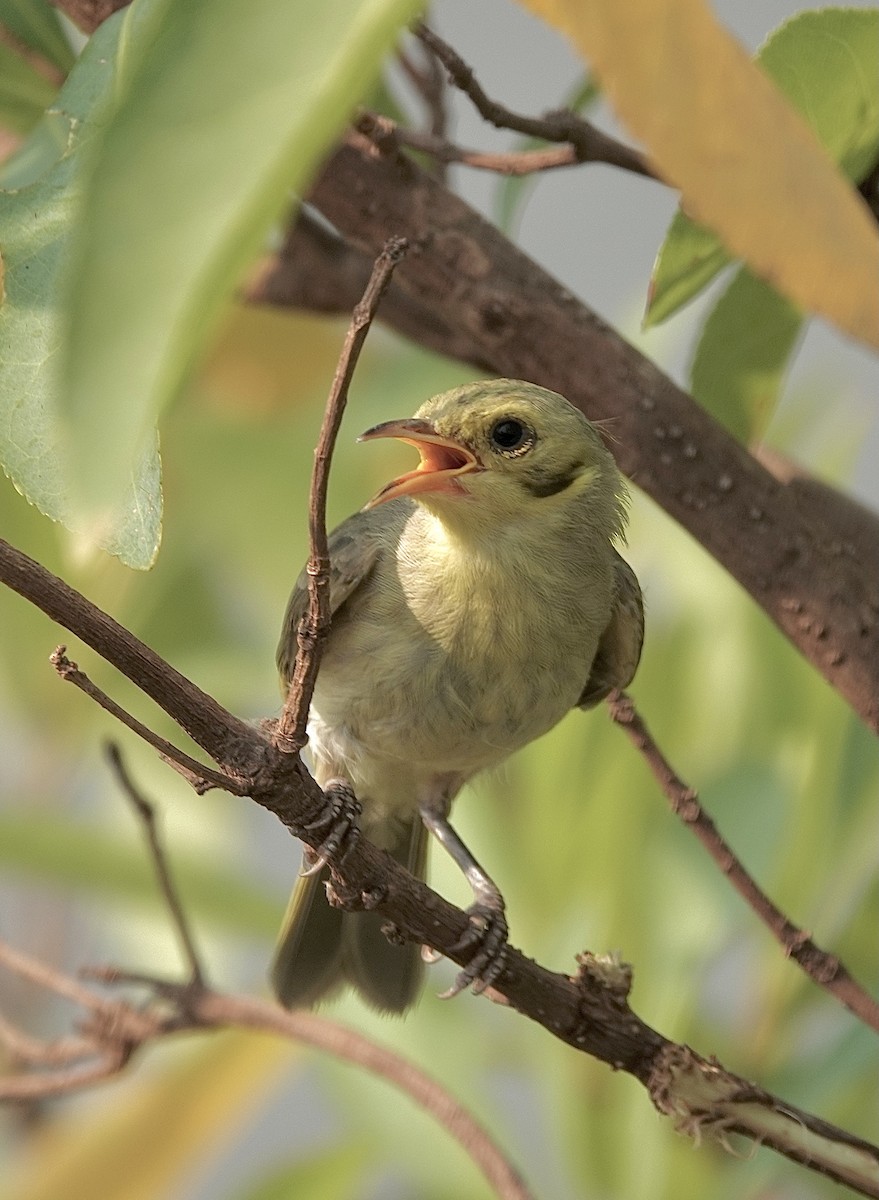 Yellow-tinted Honeyeater - ML610317752