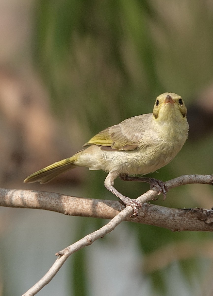 Yellow-tinted Honeyeater - ML610317753