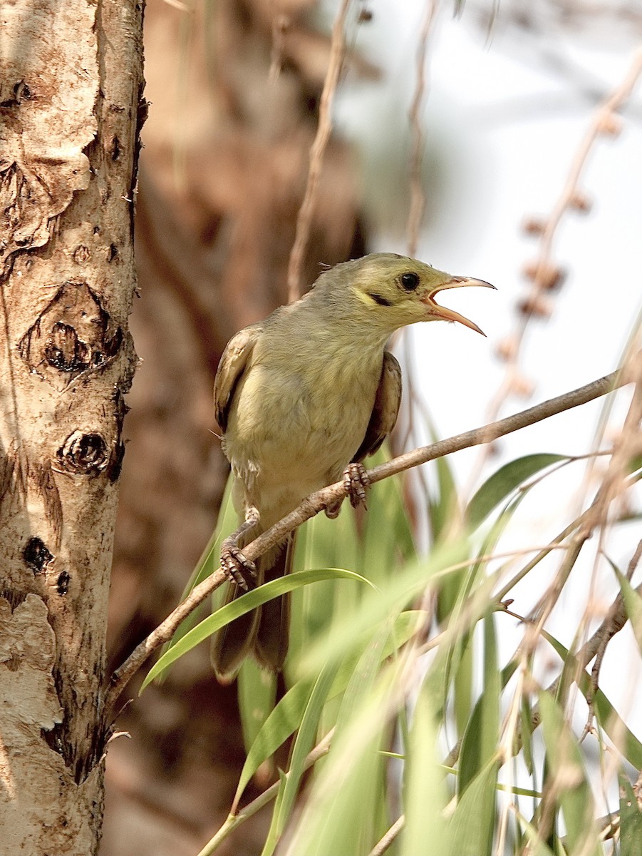 Yellow-tinted Honeyeater - ML610317754