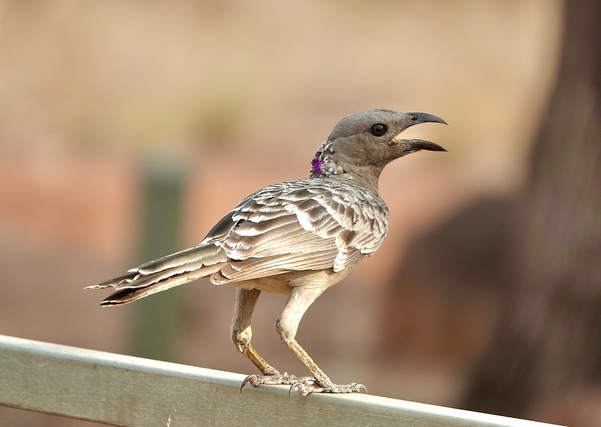 Great Bowerbird - ML610317758