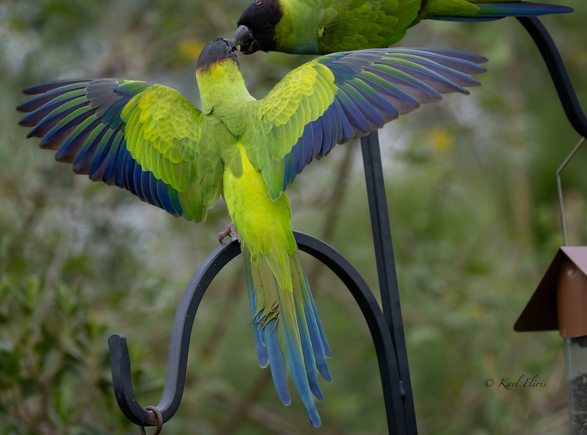 Nanday Parakeet - Karl  Fliris