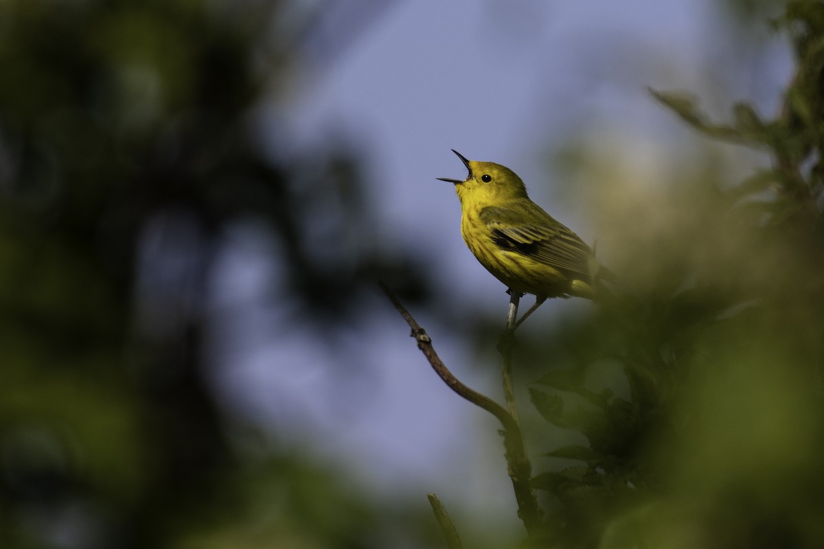 Yellow Warbler - Tony  Rinaud