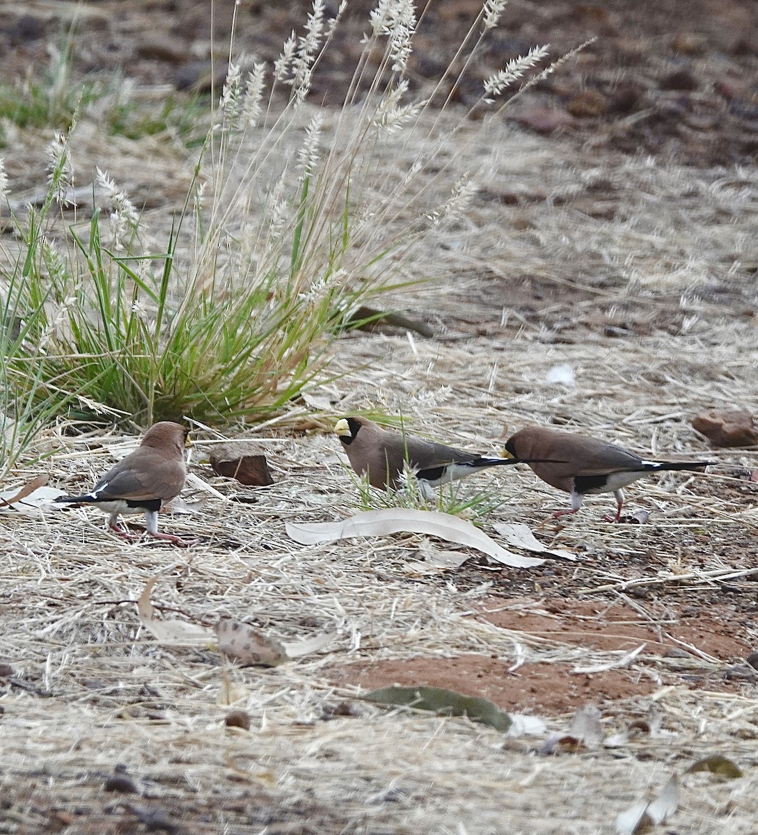 Masked Finch - ML610317766