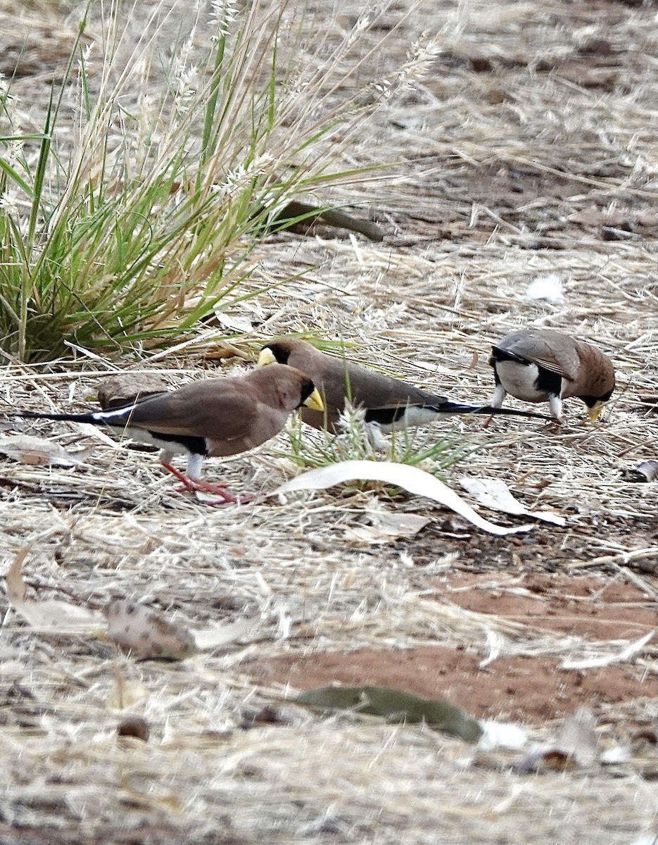 Masked Finch - ML610317767