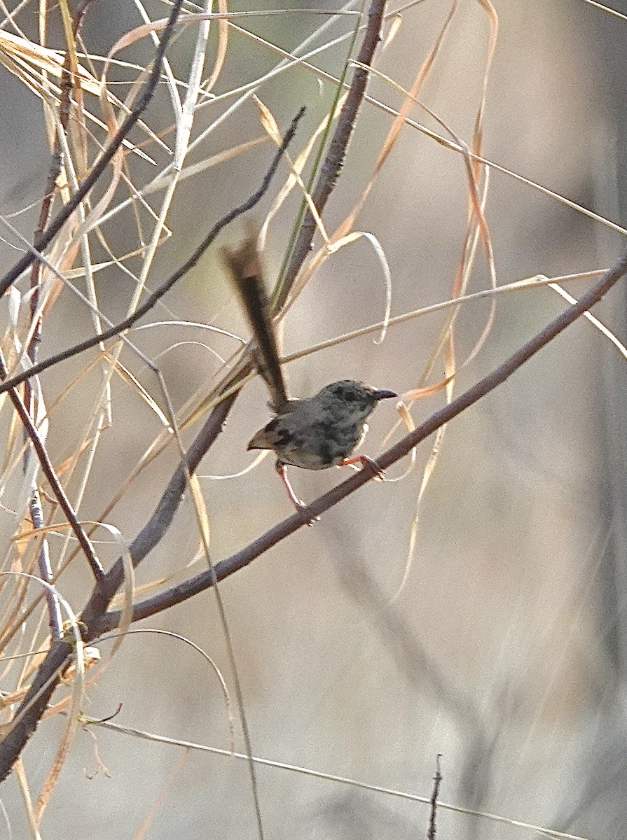 Red-backed Fairywren - ML610317769