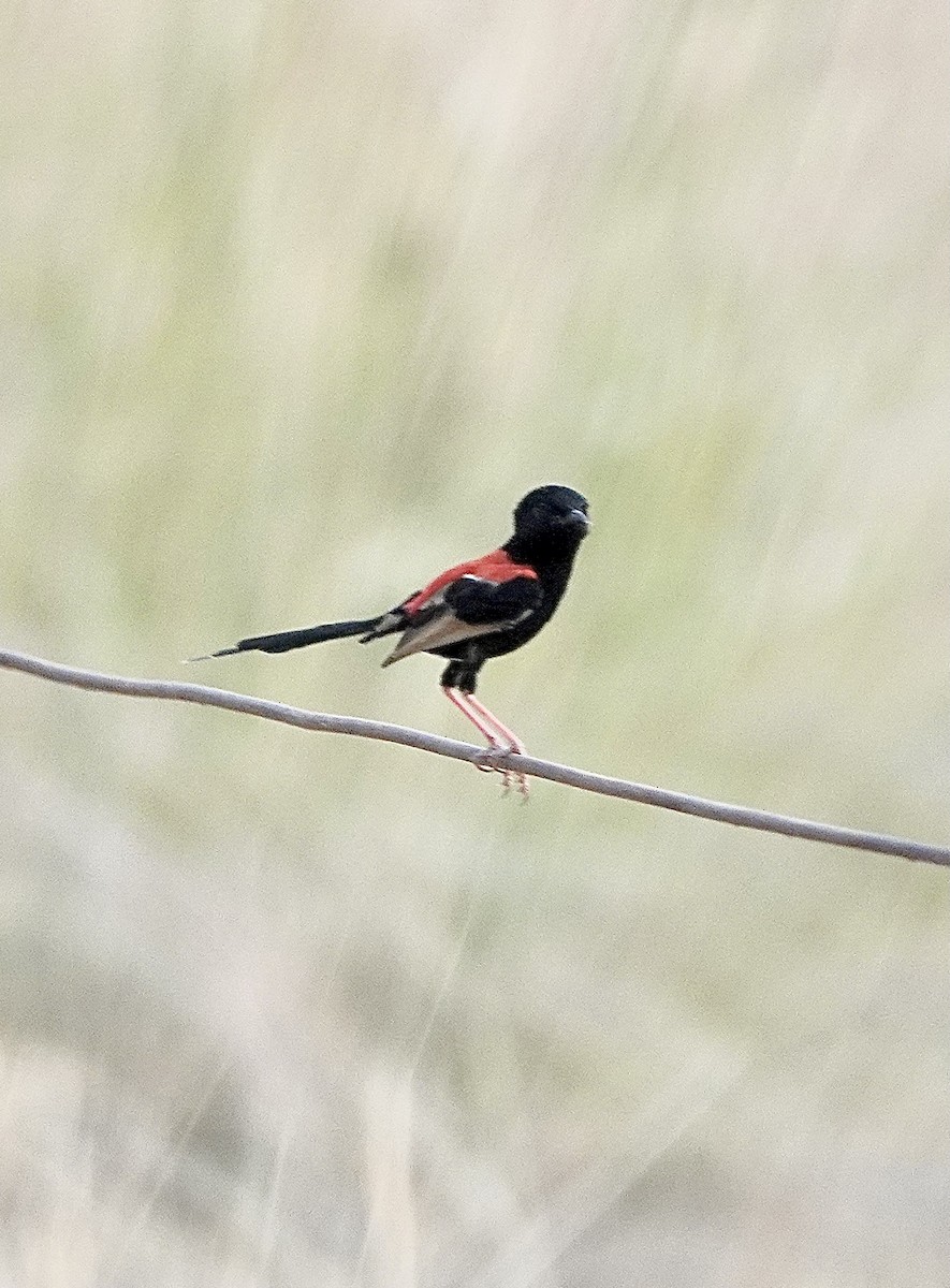 Red-backed Fairywren - ML610317770