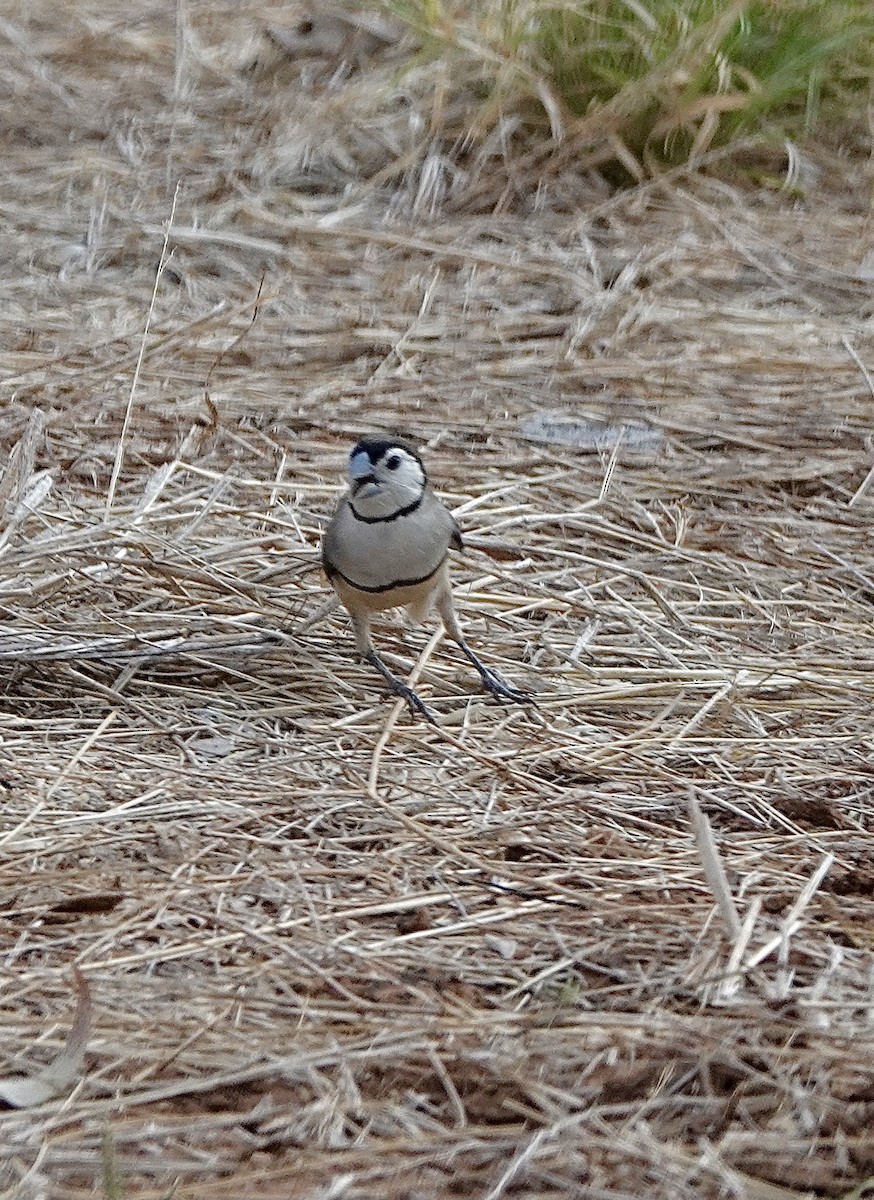 Double-barred Finch - ML610317793