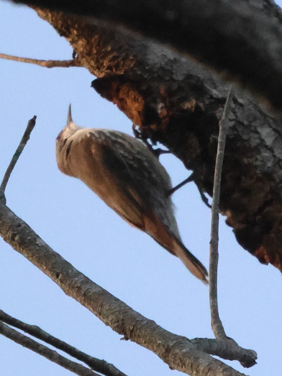 hvitstrupebarkkryper (leucophaea gr.) - ML610317835