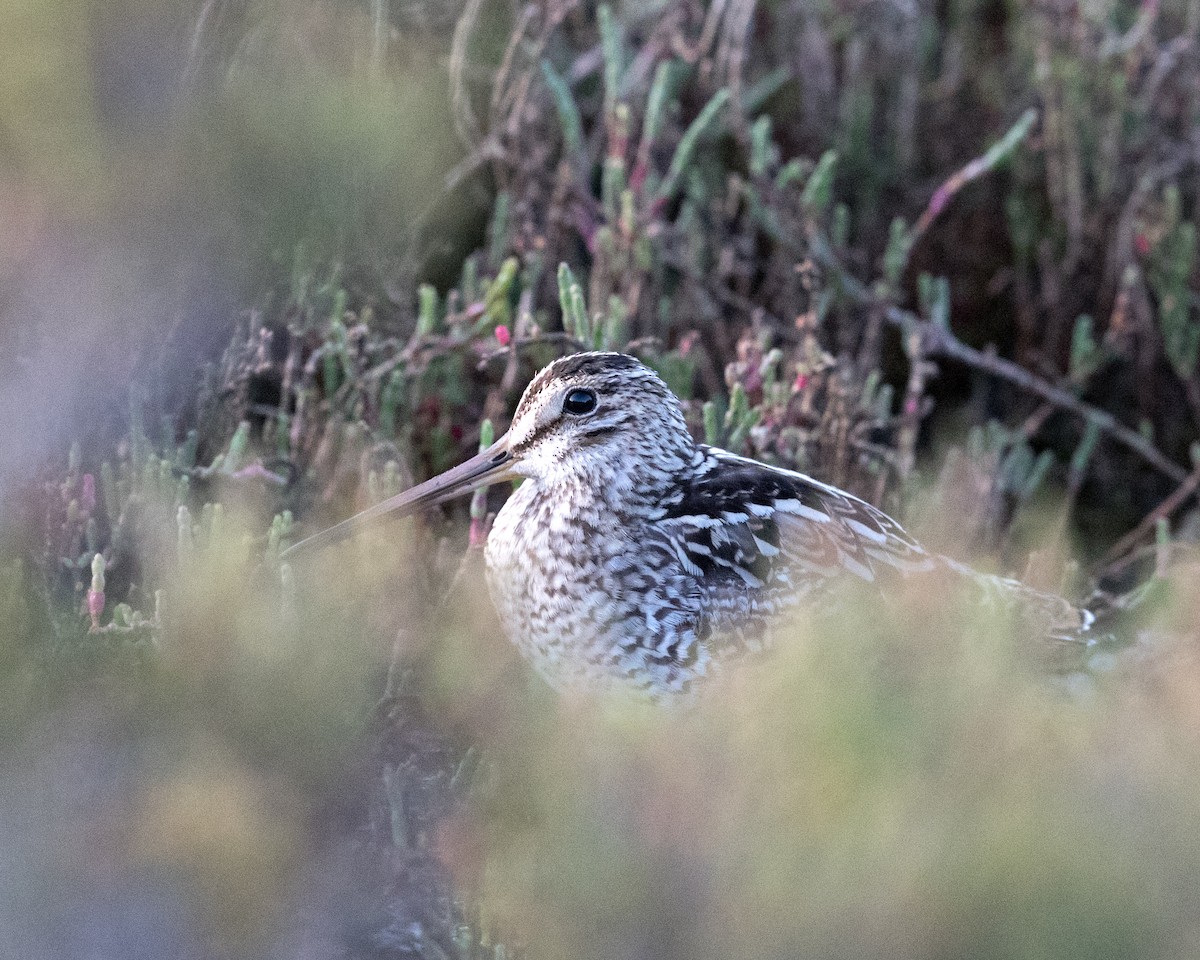 Latham's Snipe - ML610317841