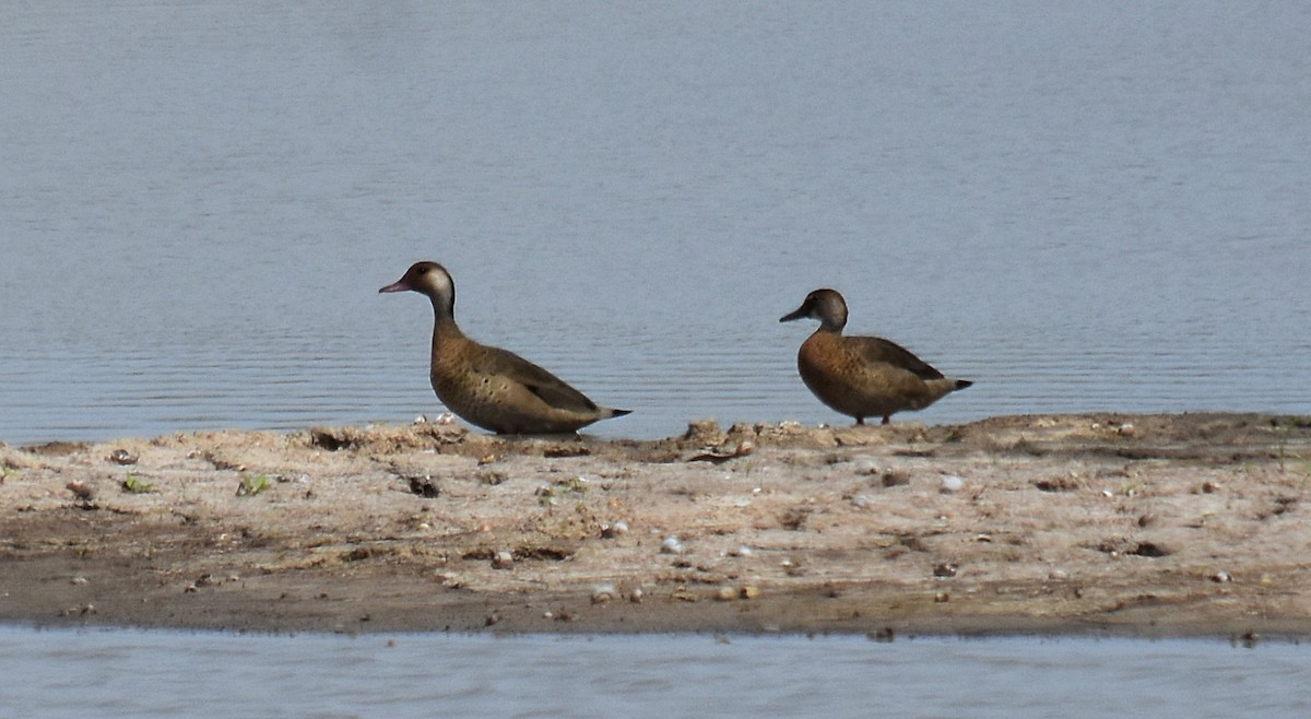 Pato Brasileño - ML610317875