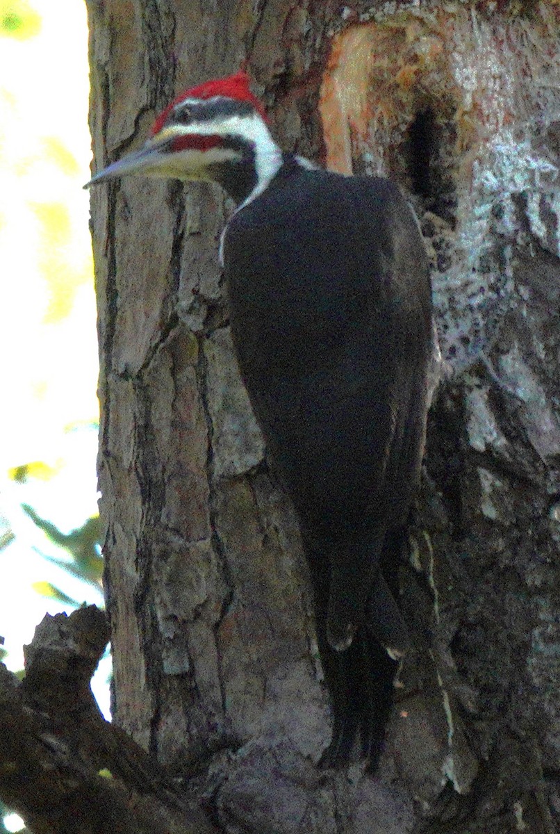 Pileated Woodpecker - ML610317881