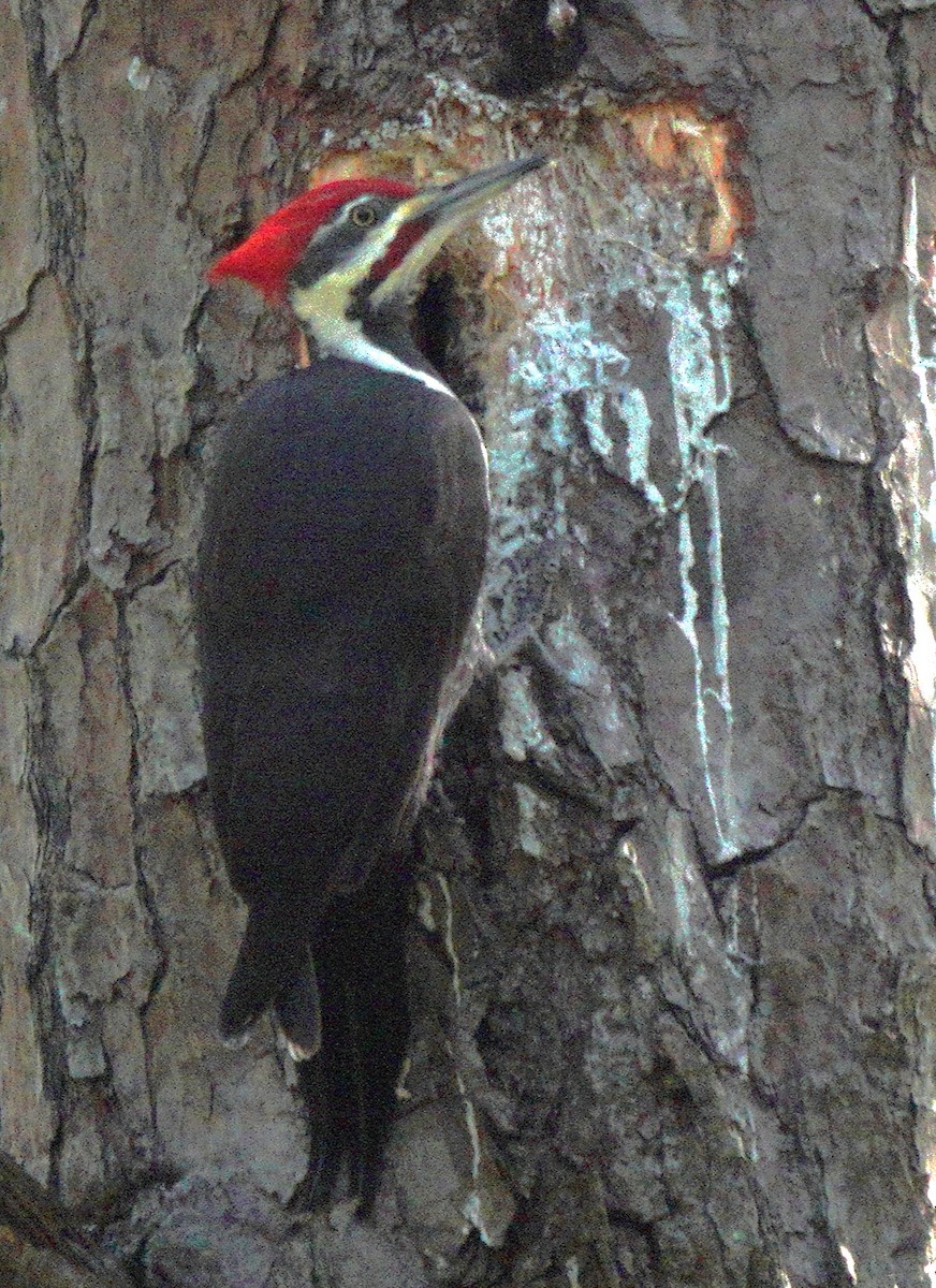 Pileated Woodpecker - ML610317882