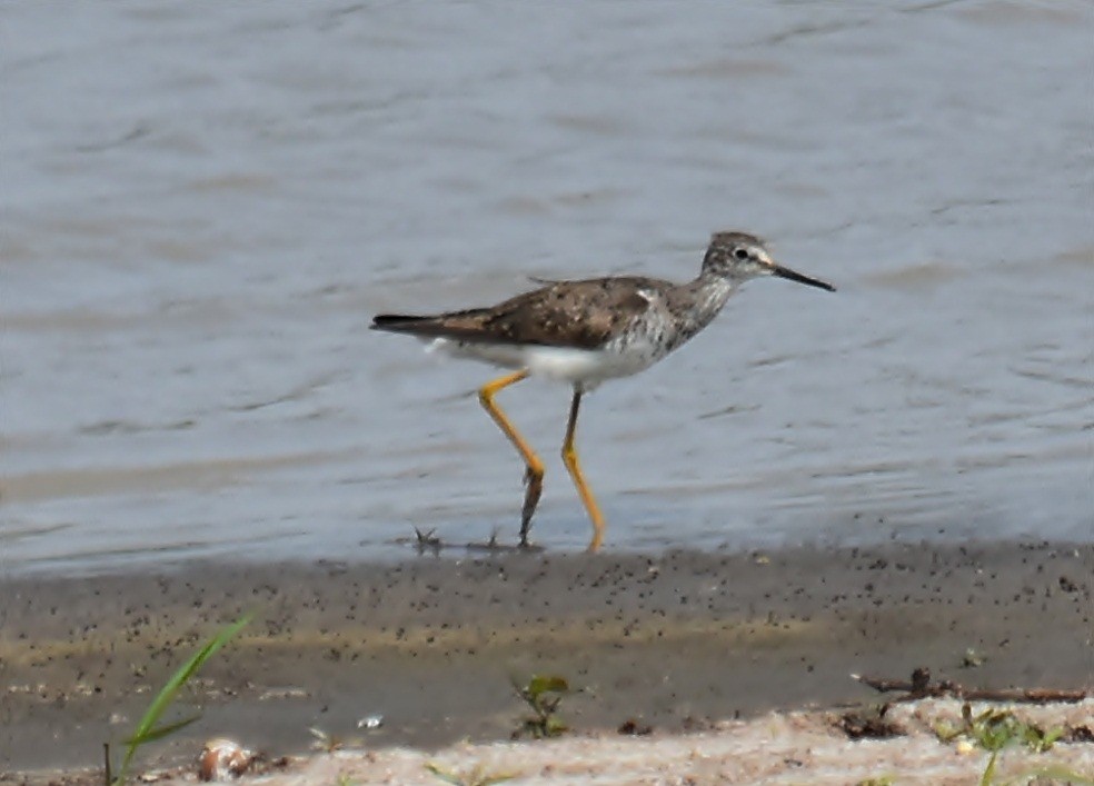 Lesser Yellowlegs - andres ebel