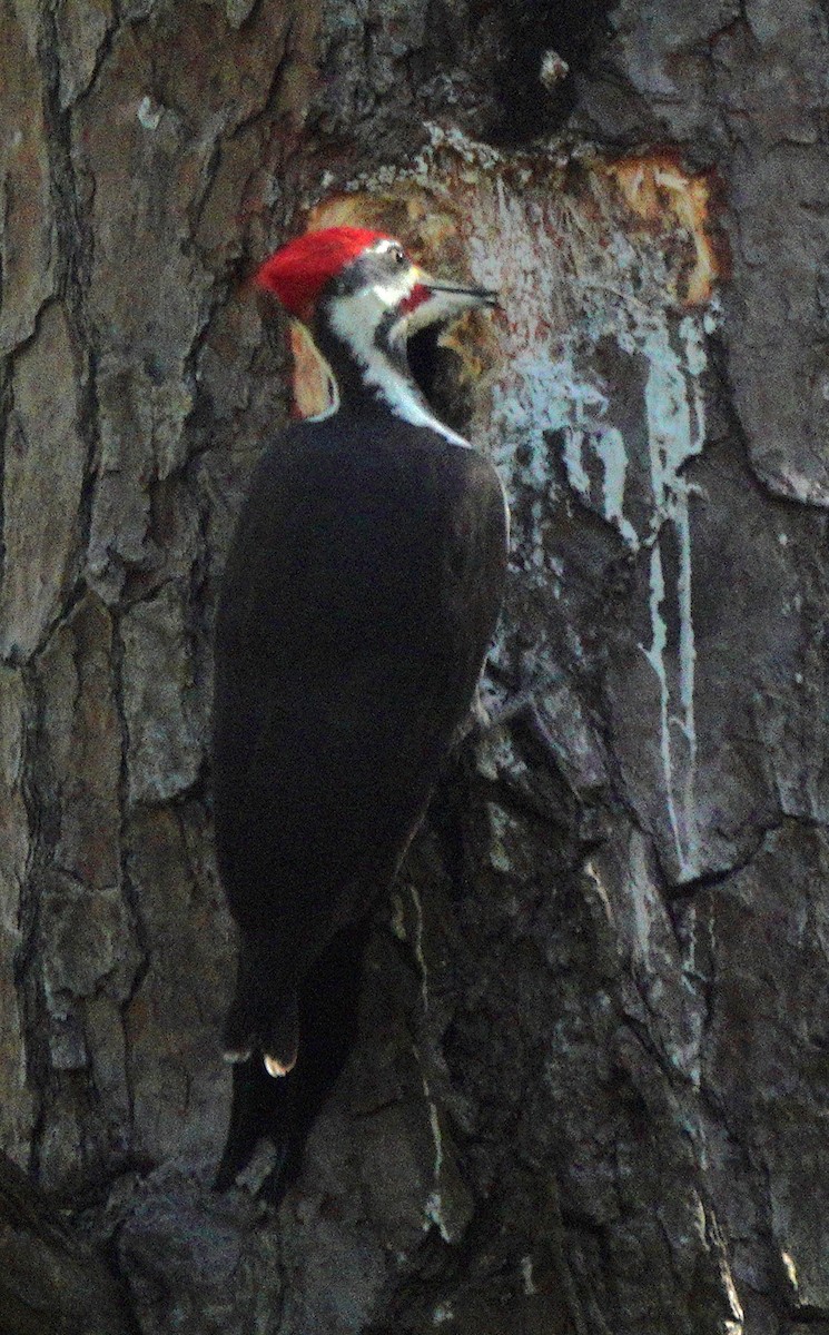 Pileated Woodpecker - ML610317912