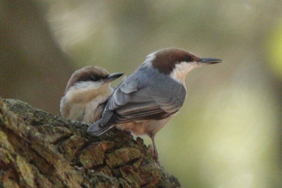 Brown-headed Nuthatch - ML610317918
