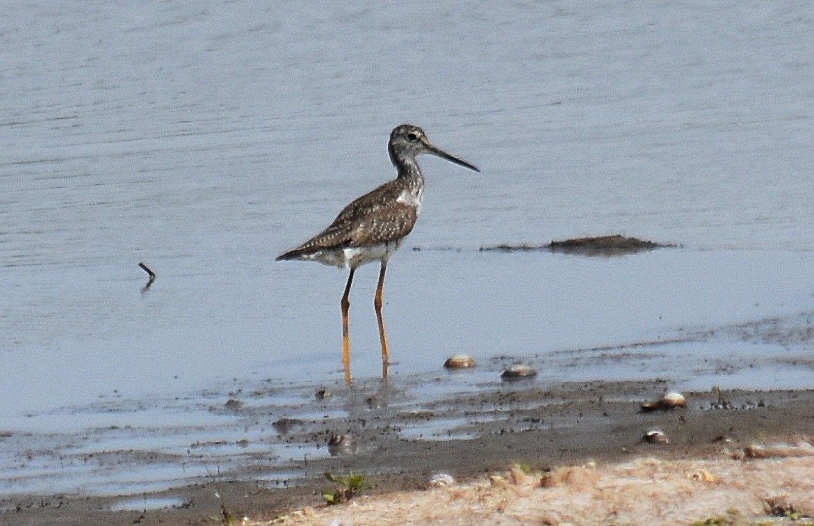 Greater Yellowlegs - ML610317925