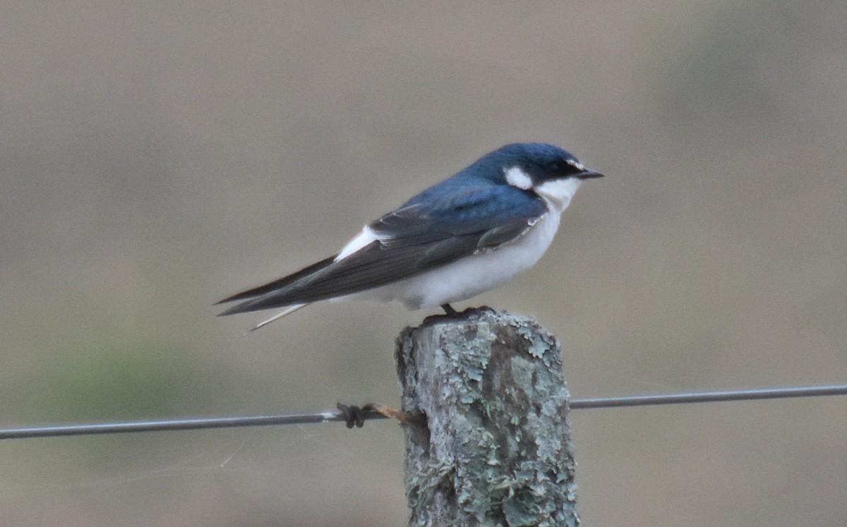 Golondrina Cejiblanca - ML610317946