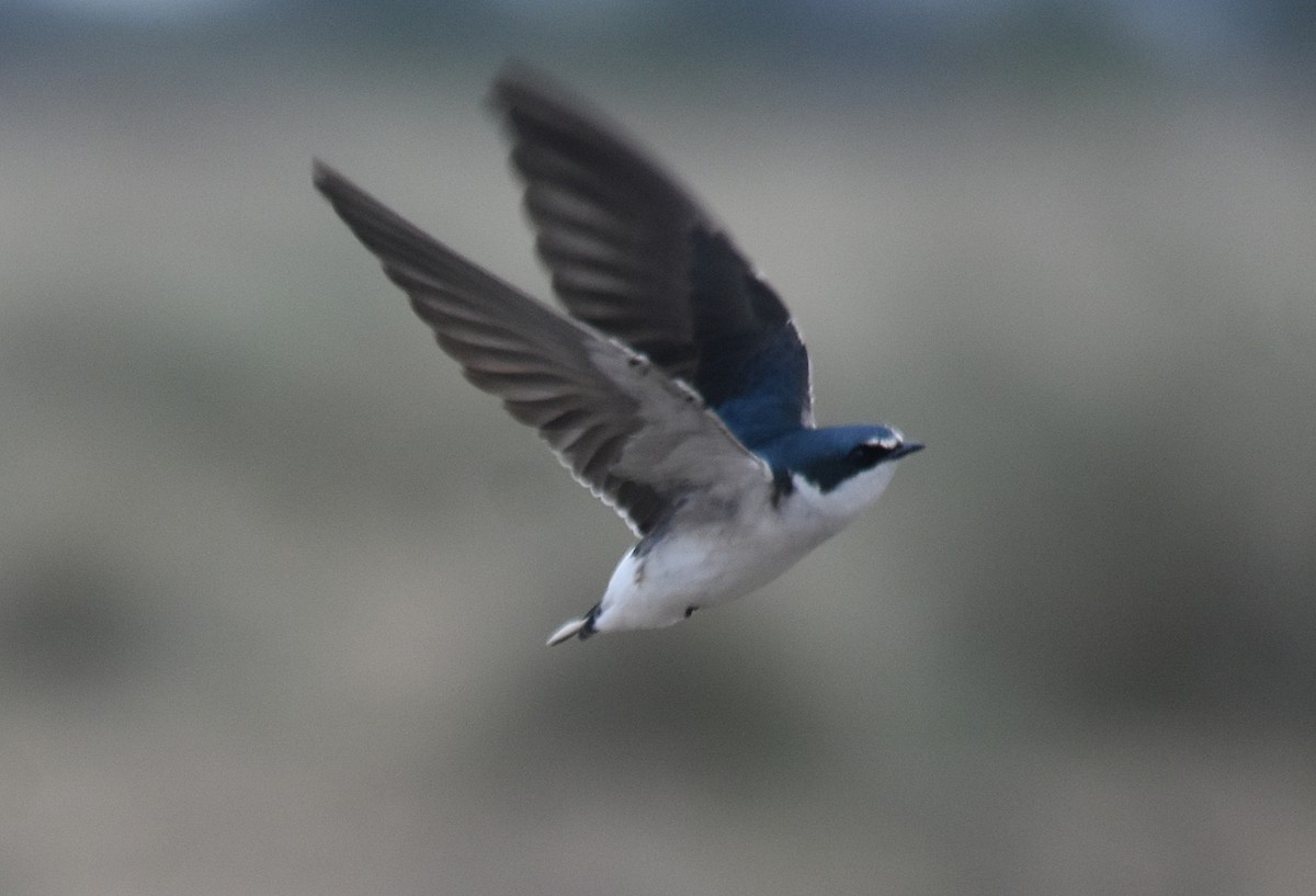 Golondrina Cejiblanca - ML610317947