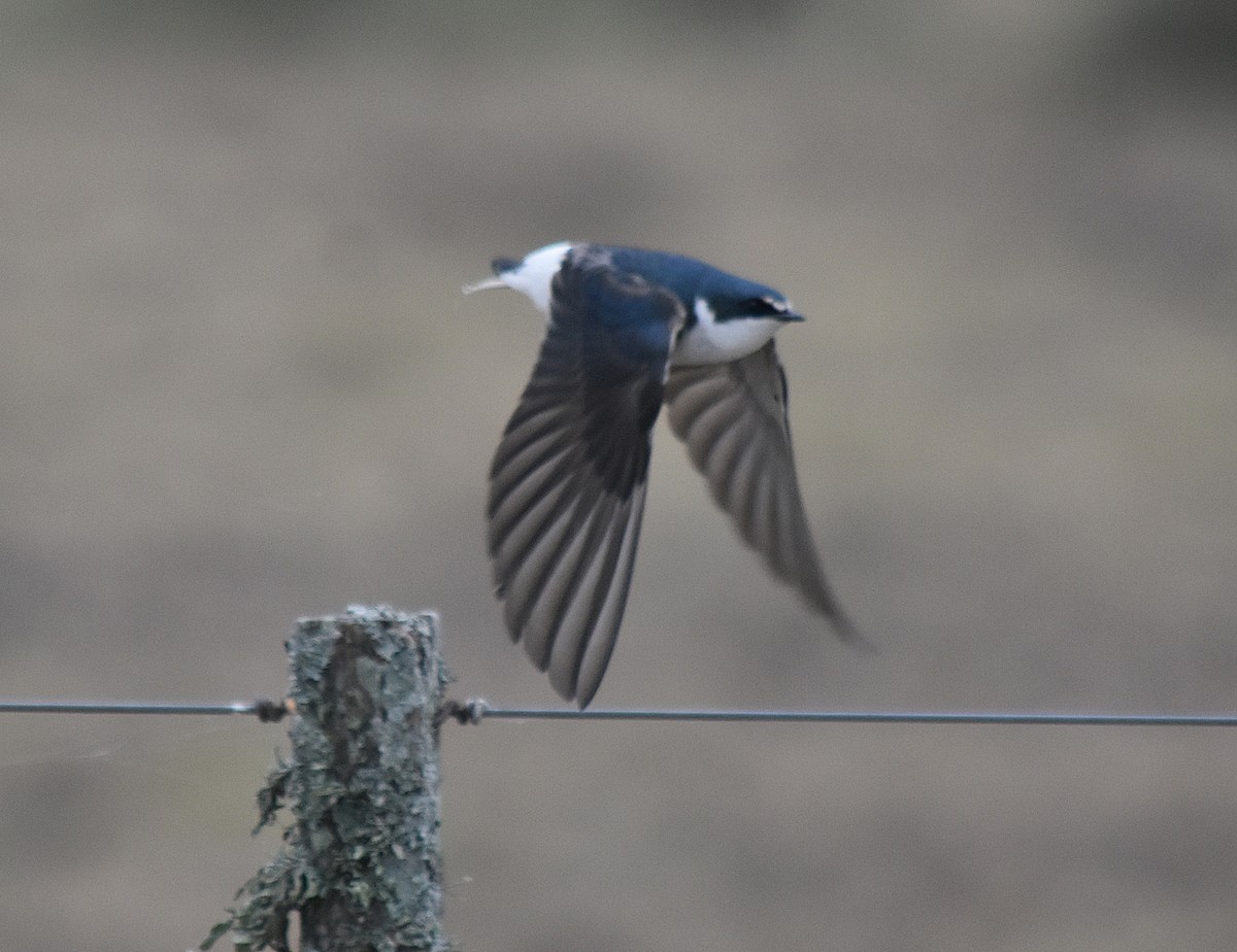 Golondrina Cejiblanca - ML610317948