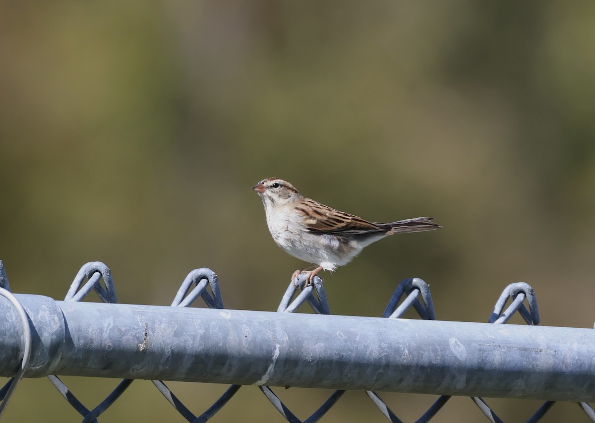 Chipping Sparrow - ML610317949