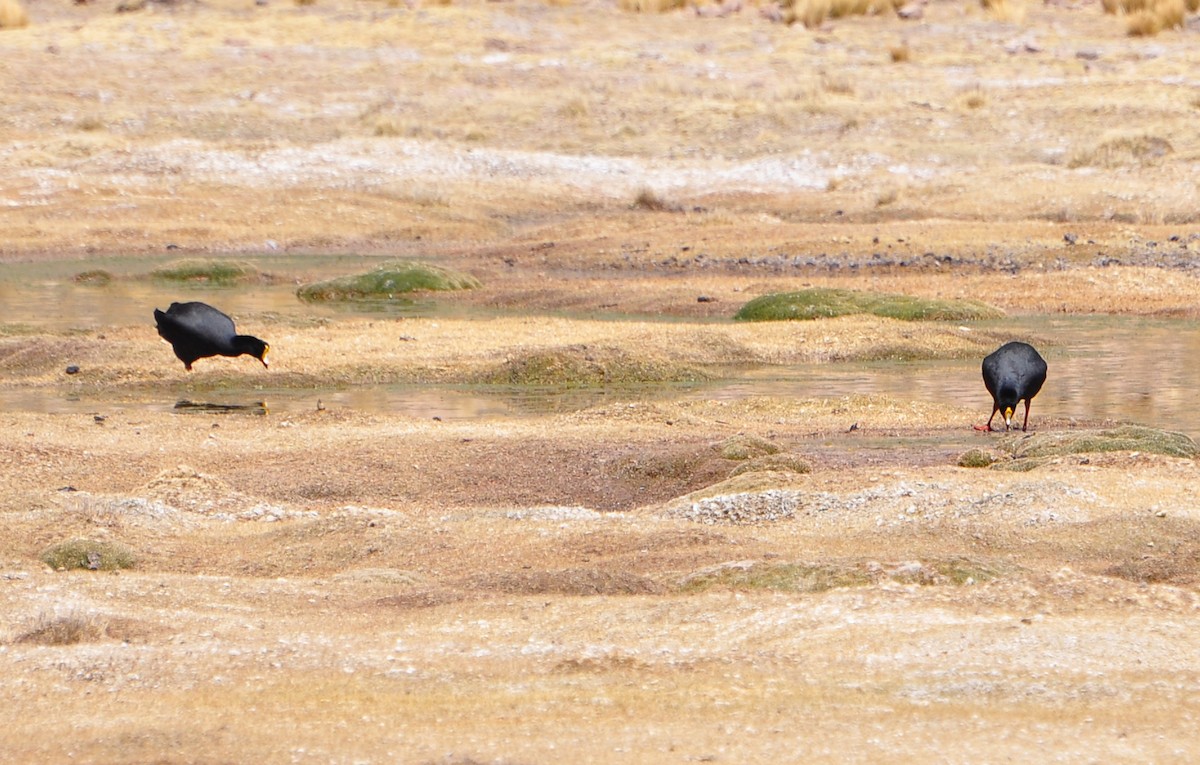 Giant Coot - ML610317966