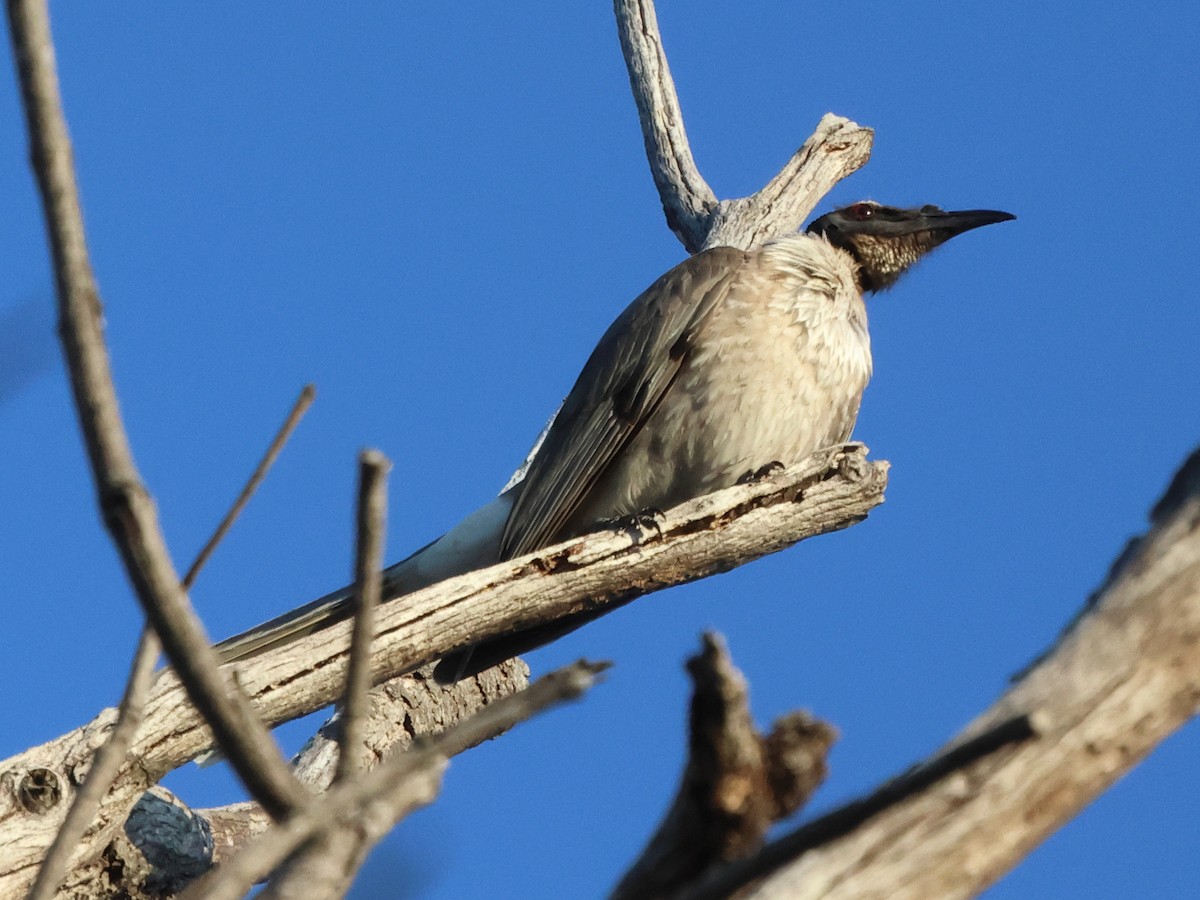 Noisy Friarbird - John Brown