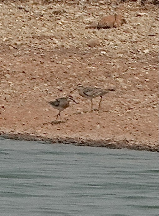 Sharp-tailed Sandpiper - ML610317977