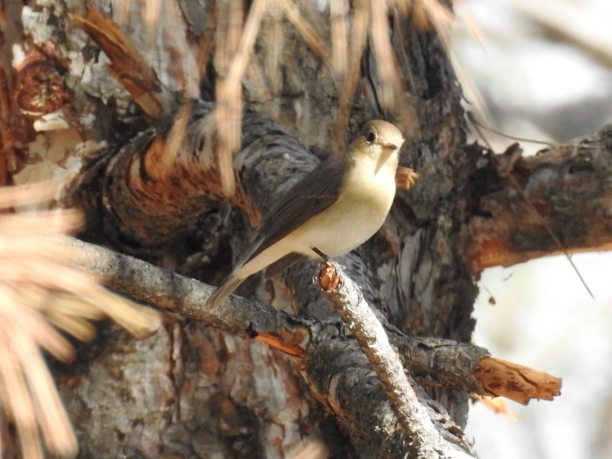 Red-breasted Flycatcher - ML610317994