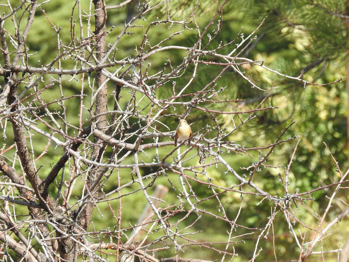 Red-breasted Flycatcher - ML610317995