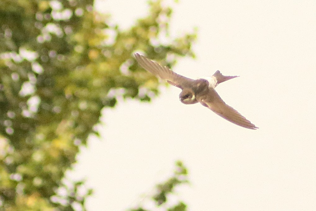 Western House-Martin - ML610318011