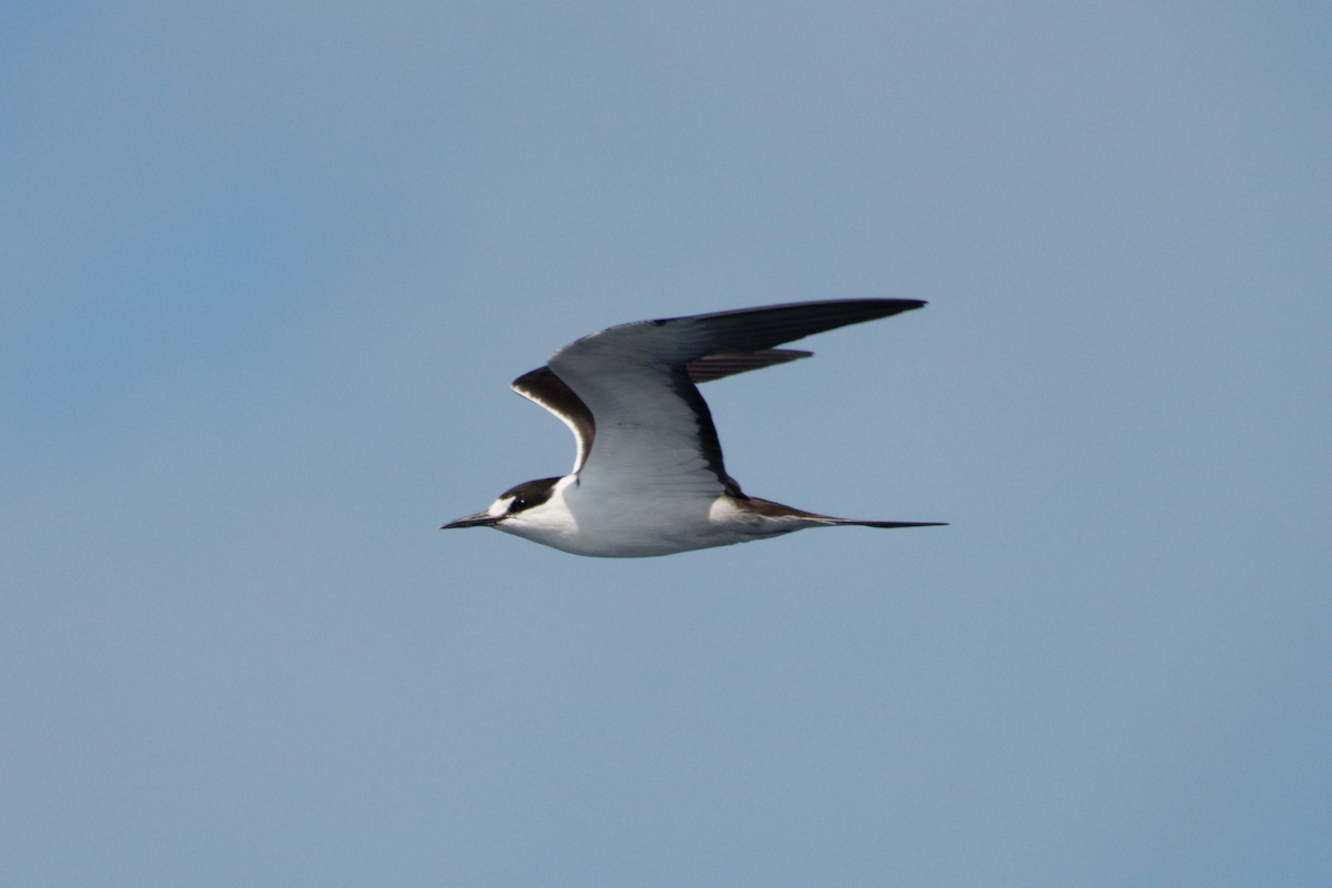 Sooty Tern - Lucy Coleman