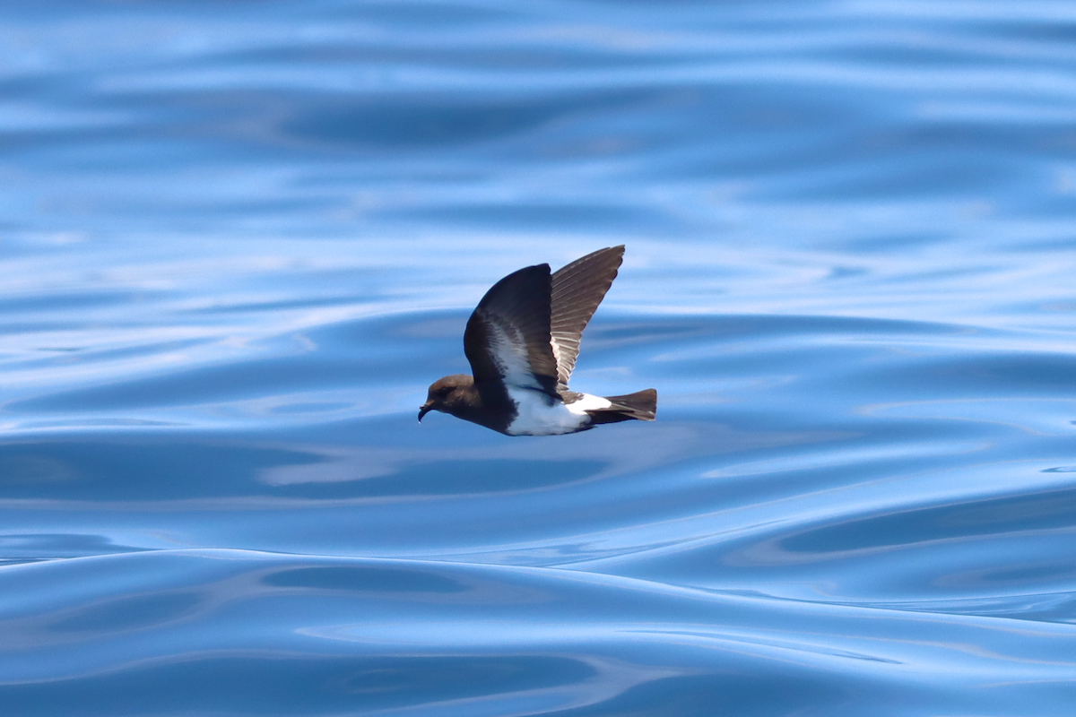 Black-bellied Storm-Petrel - Lucy Coleman