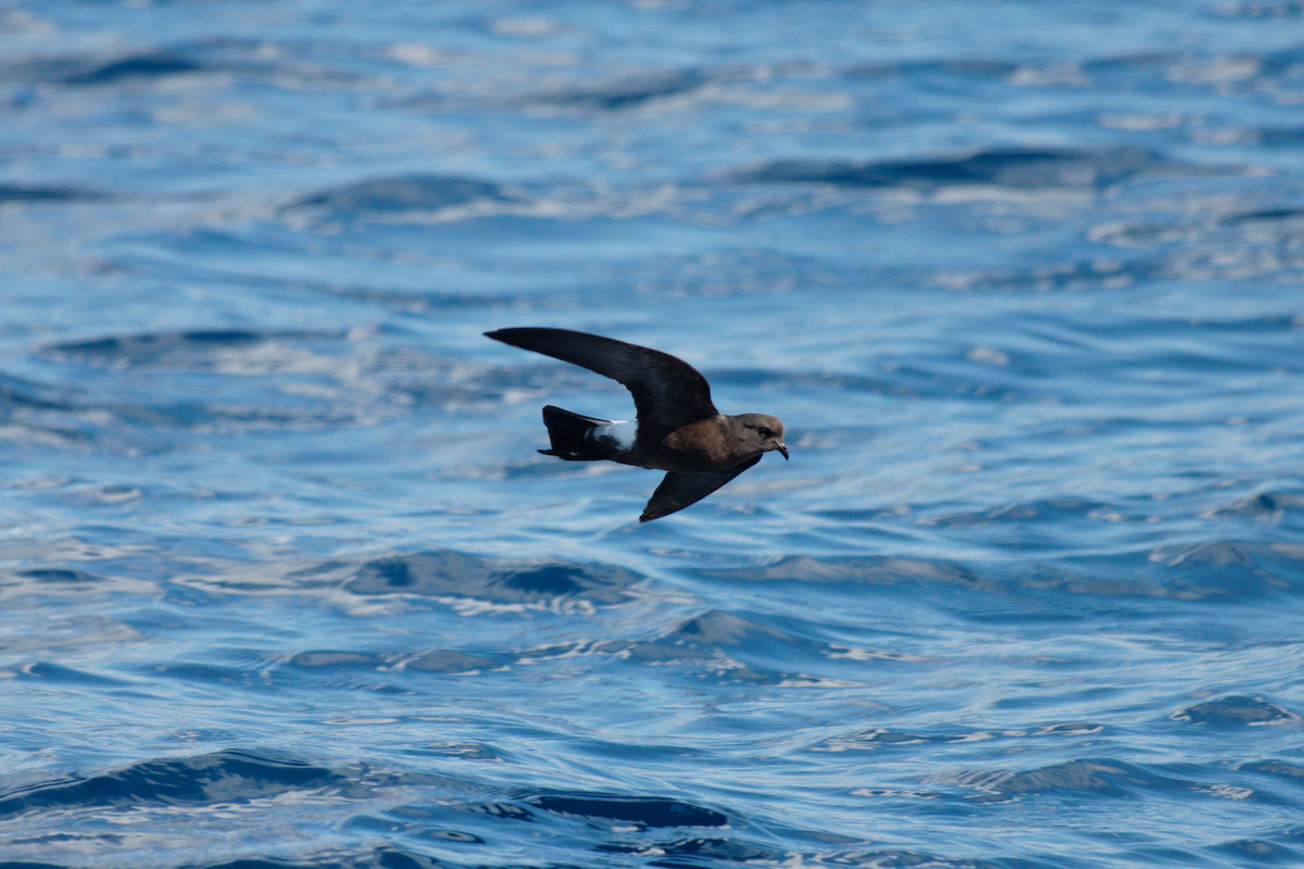 Wilson's Storm-Petrel - ML610318043