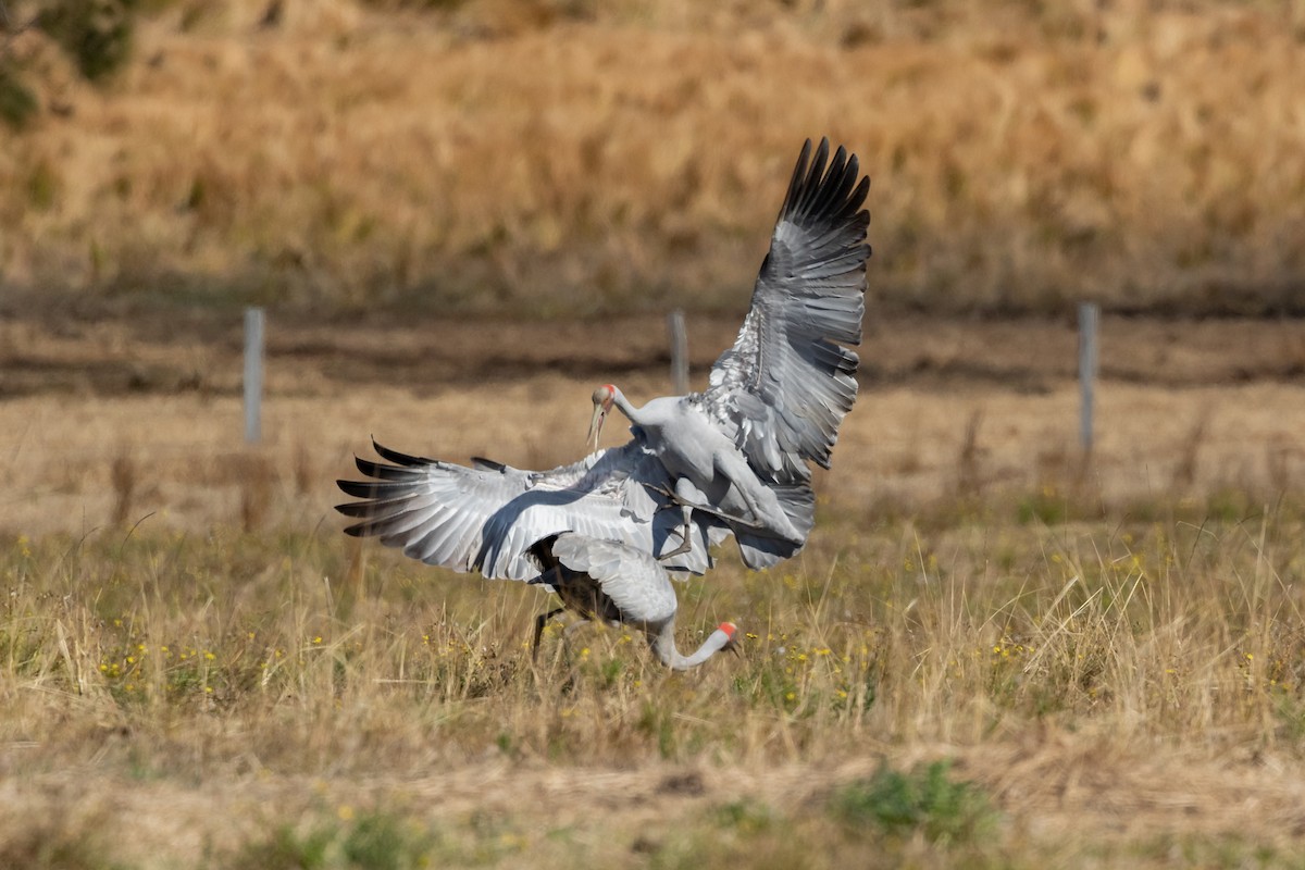 Brolga - ML610318078