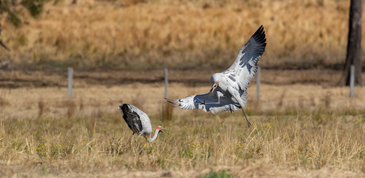 Brolga - ML610318079