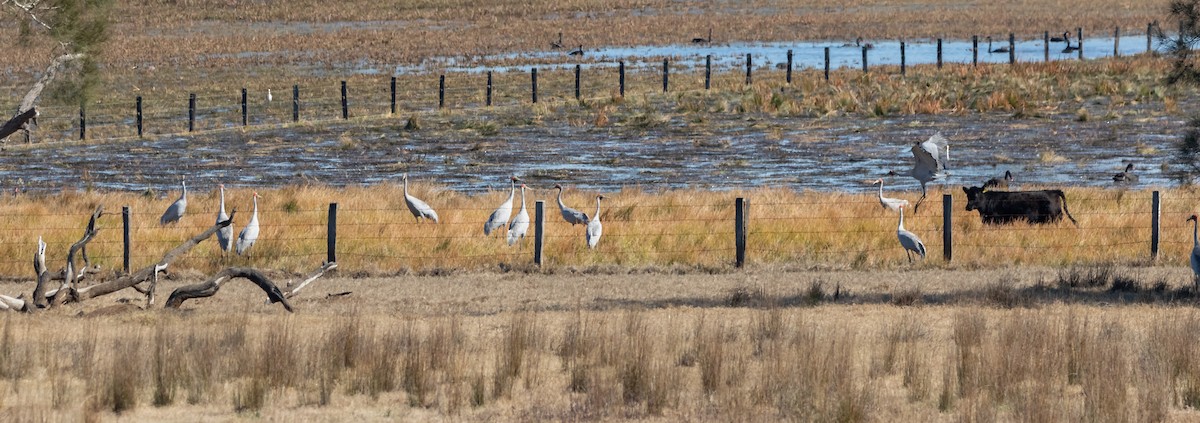 Brolga - ML610318081