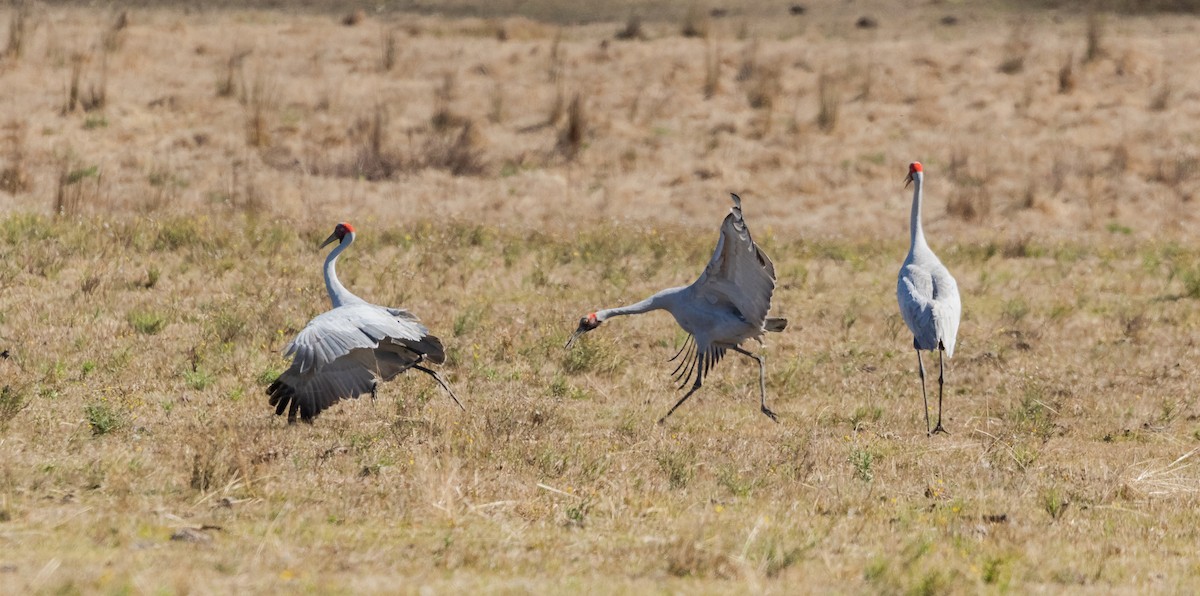 Brolga - ML610318083