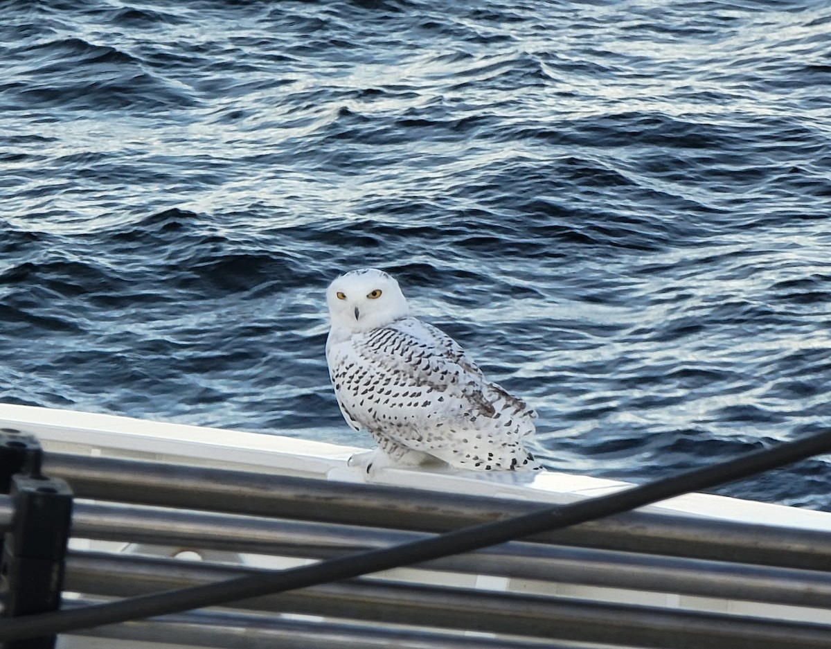 Snowy Owl - Elliot Kinnear