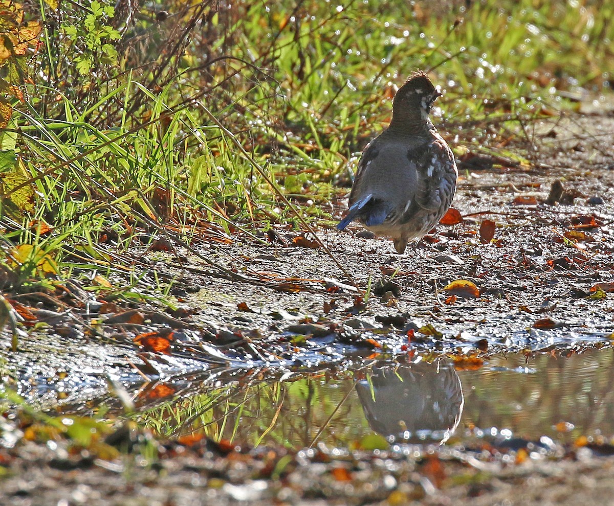 Hazel Grouse - Michael Bird