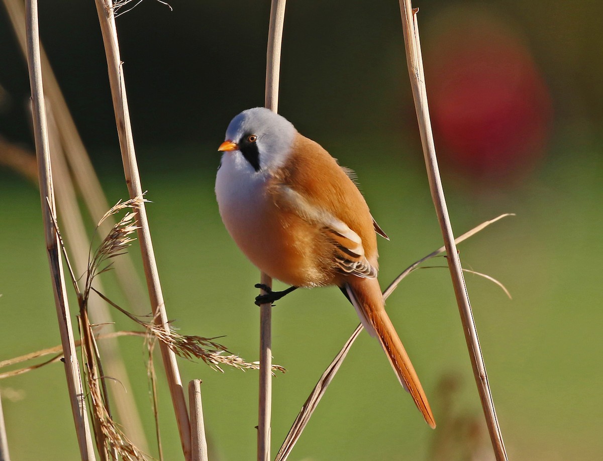 Bearded Reedling - Michael Bird